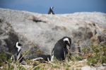 026. Boulders Beach pinguins.jpg